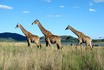 Three Giraffes by Lake.jpg